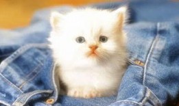 吃瓜娱乐赵小瞒小猫,吃瓜娱乐界的甜蜜萌宠